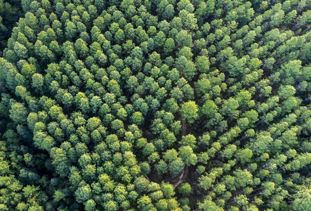 Aerial view of Pacific coastline with regenerative forestry plantations and a small port